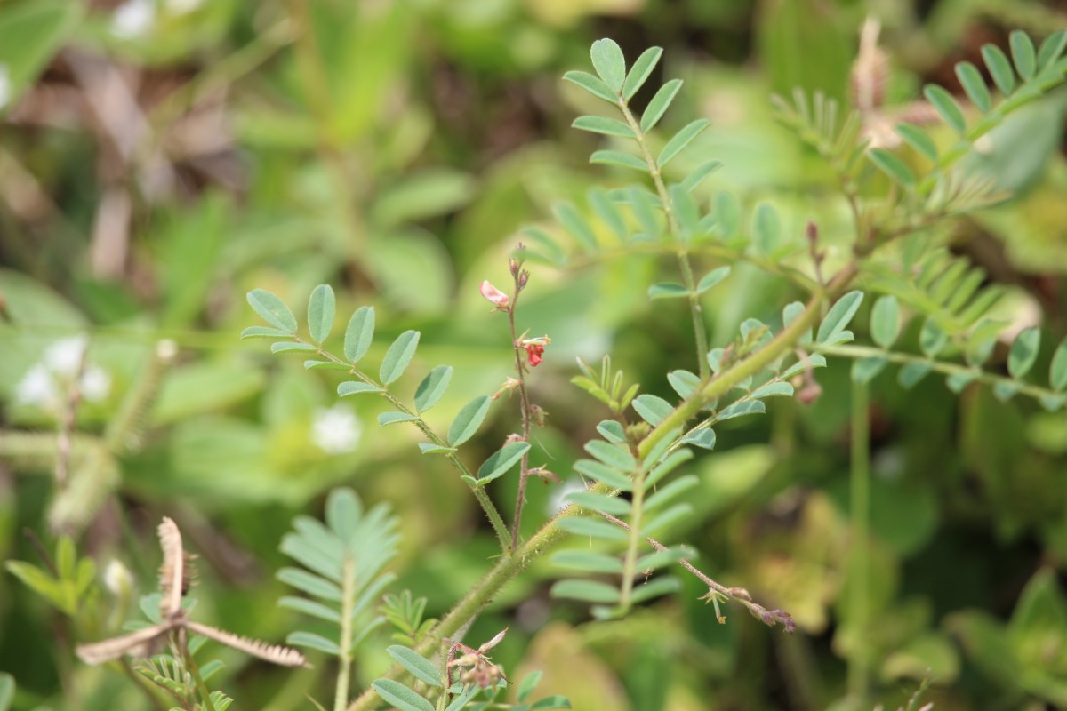 Indigofera colutea (Burm.f.) Merr.